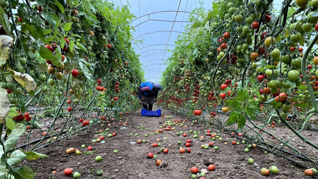 Antalya'da fırtına ve sağanak seraları vurdu