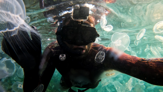 İstanbul Boğazı'nda denizanası istilası