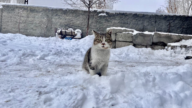 Ağrı'da kış manzarası