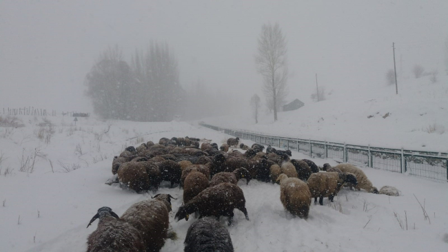 Bingöl’de besicilerin zorlu kış şartlarıyla mücadelesi