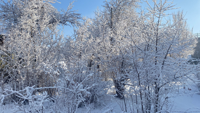 Bingöl güne beyaz örtüyle uyandı