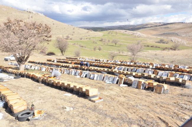 Deprem nedeniyle milyonlarca arı telef oldu
