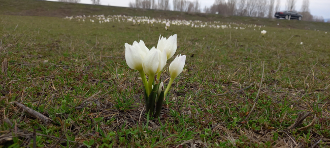Bitlis’te baharın müjdecisi kardelenler açtı