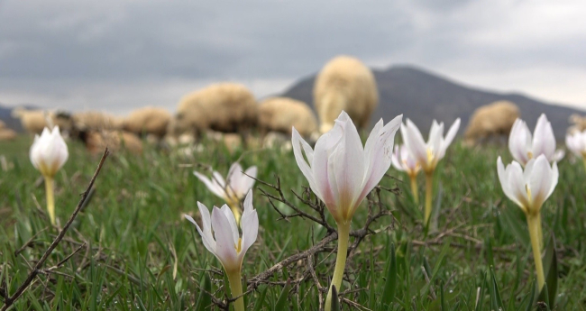 Muş Ovası kuzular ile şenlendi