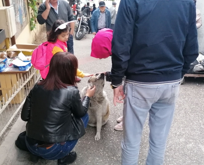 Sakat numarası yapan köpek vatandaşları seferber etti