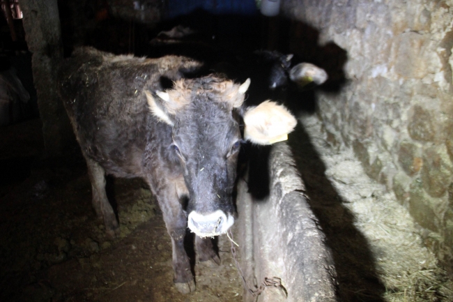 Kayseri'de yola çıkan ineğin sahibine trafik cezası