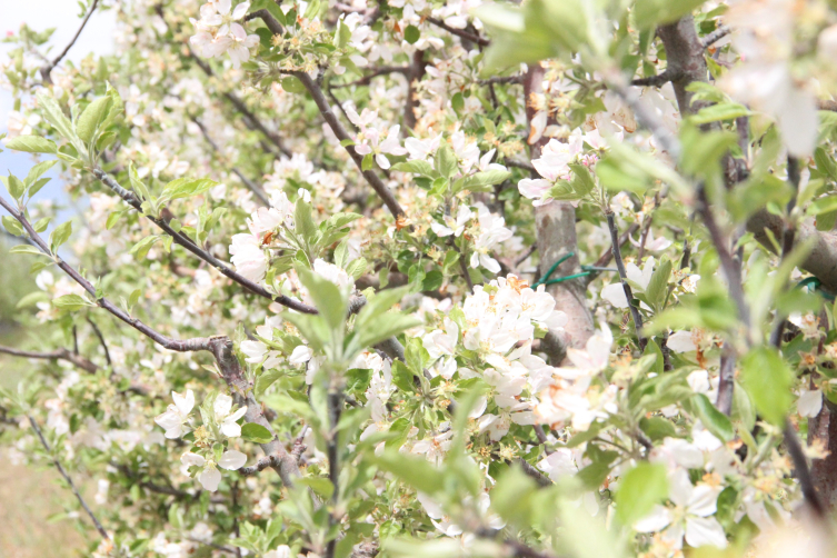 Karaman'da 12 milyon elma ağacı aynı anda çiçek açtı