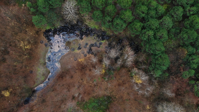 Şile'de ormanlık alana atılan yüzlerce araç lastiği doğaya zarar veriyor
