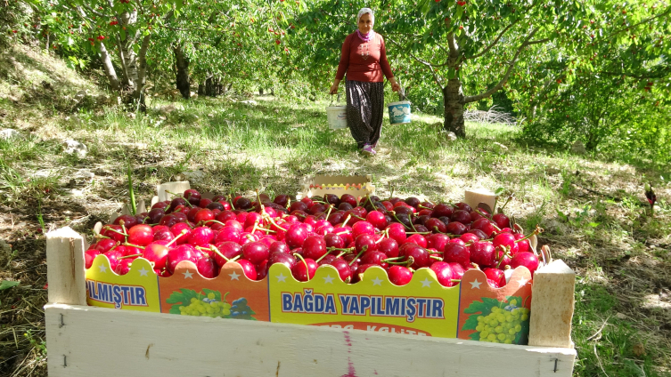 Turfanda kiraz çıktı: İlk hasatlar Norveç, Almanya ve Rusya'ya