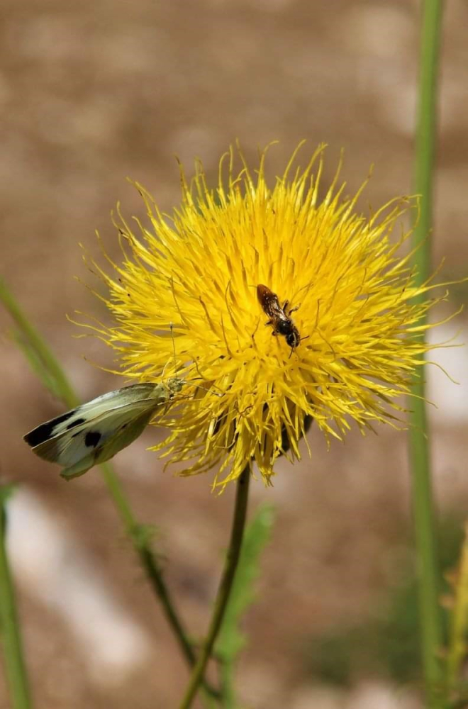 Kuşadası’nın sembolü 'Tülüşah' çiçek açtı: Koparmanın cezası 244 bin TL