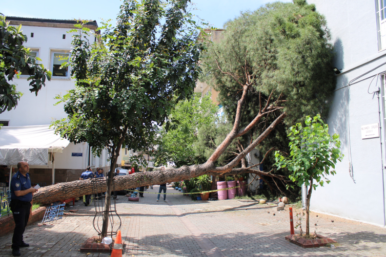 Asırlık ağaç polis karakolunun üzerine devrildi