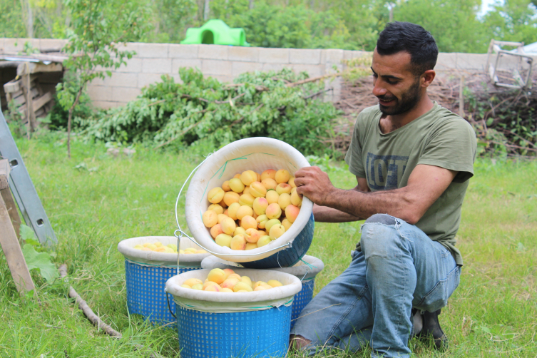Iğdır'ın sarı altını olan kayısının hasadı başladı