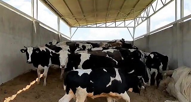 Bakımını üstlendiği 28 ineği çaldı