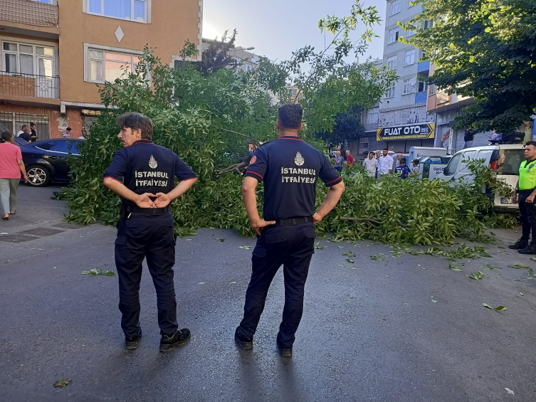 İstanbul'da iki aracın üstüne ağaç devrildi