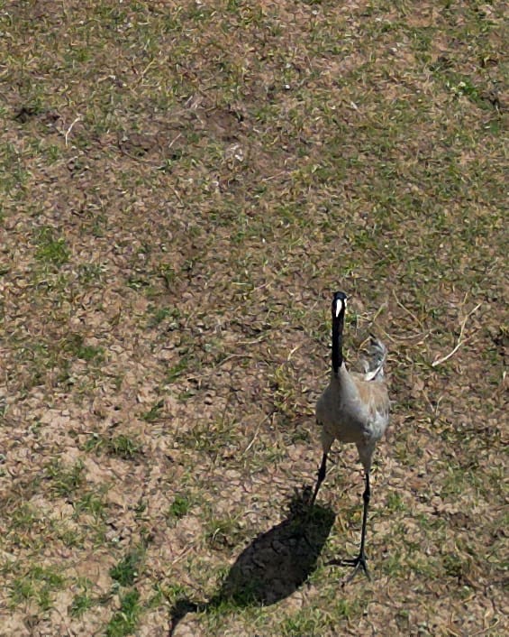 Bingöl’de koruma altındaki turnalar görüntülendi