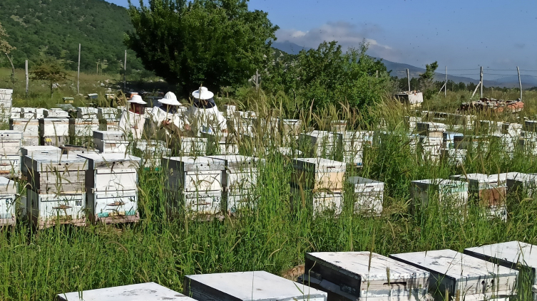 Küpe Dağının eteklerinden şifa kaynağı arı sütü üretiyor