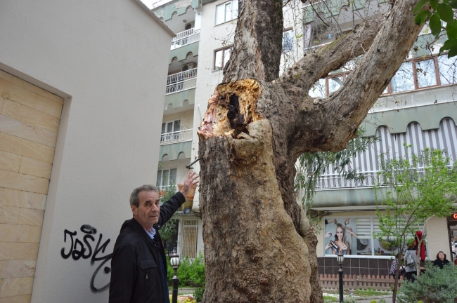 Manida'da 250 yıllık çınar ağacı devrildi