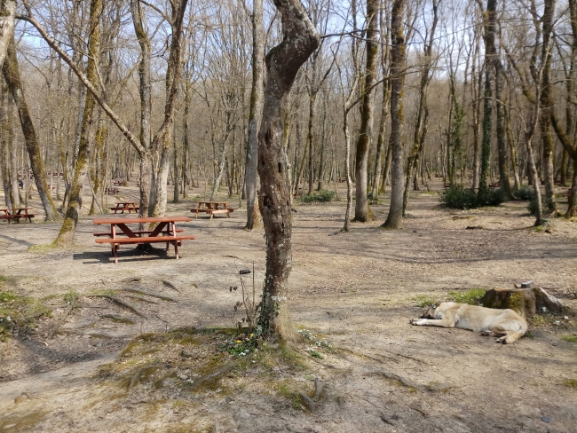 Piknikçiler uyarılara uydu, Belgrad Ormanı boş kaldı