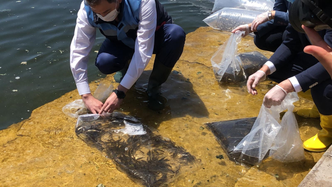 Yapay resif ve balıklandırma çalışmalarıyla sürdürülebilirlik hedefleniyor