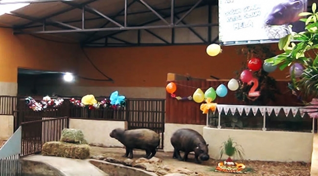 Cüce su aygırı "Mela"ya doğum günü sürprizi