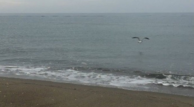 Balıkçı oltasına takılan martıyı sahildeki gençler kurtardı