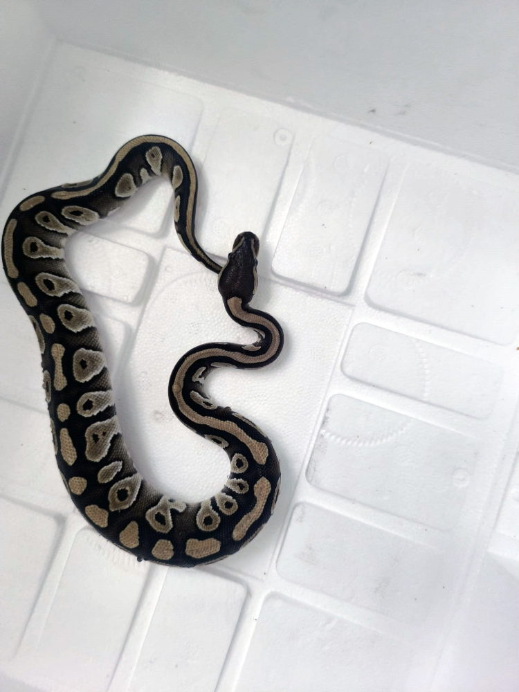 Asayiş uygulamasında cebinden yavru piton yılanı çıktı