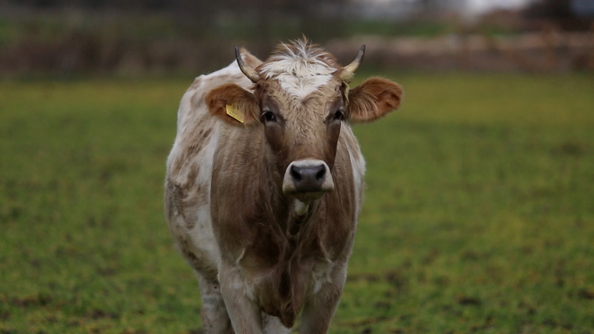 Emektar dostlarımıza vefa yuvası: Emekli Hayvanlar Çiftliği