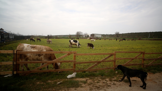 Emektar dostlarımıza vefa yuvası: Emekli Hayvanlar Çiftliği