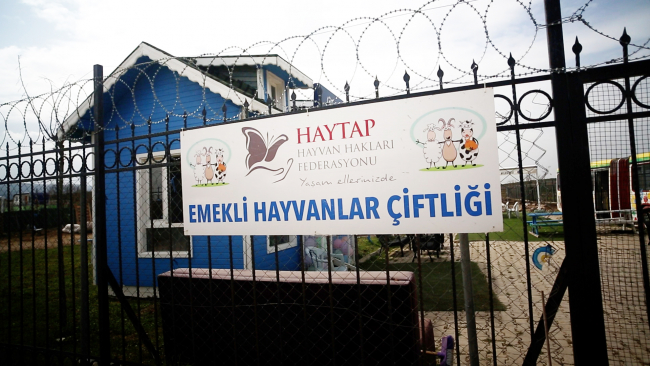 Emektar dostlarımıza vefa yuvası: Emekli Hayvanlar Çiftliği