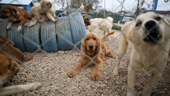 Emektar dostlarımıza vefa yuvası: Emekli Hayvanlar Çiftliği