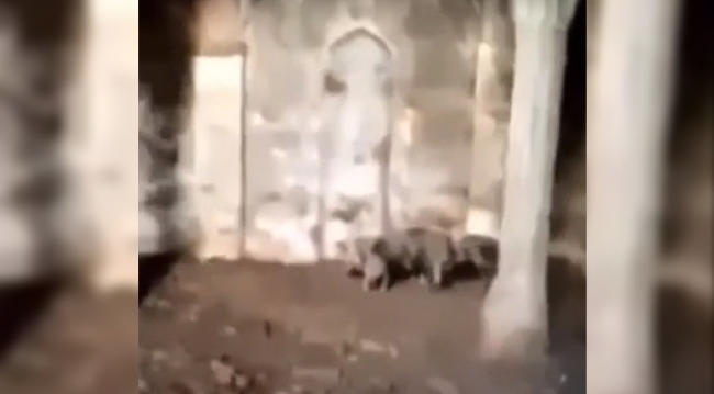 Ermeniler Zengilan'daki camide domuz beslemiş