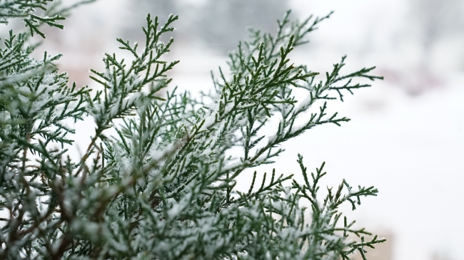 Fotoğraf: TRT Haber / Bertuğ Ulukan
