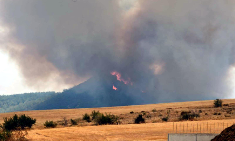Edirne'de orman yangını