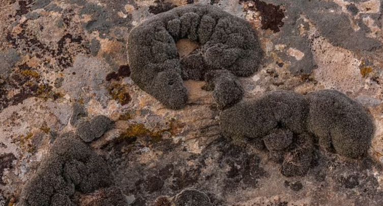 Bu bitki Mars'ta nefes almamızı sağlayabilir mi?