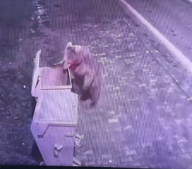 Bursa'da barınaktan ayı kaçtı