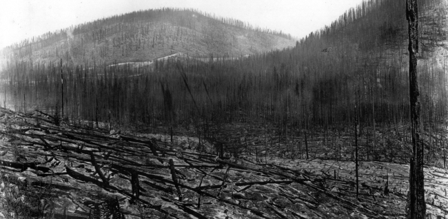 Tarihin bilinen en büyük orman yangınları