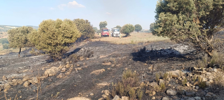 İzmir'de maki ve zeytinlik alanda yangın
