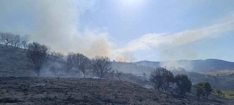 İzmir'de maki ve zeytinlik alanda yangın