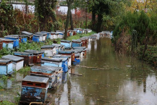 Su altında kalan 150 kovandaki arılar telef oldu