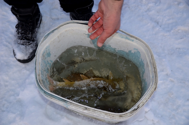 Buz tutan derede alabalık avı