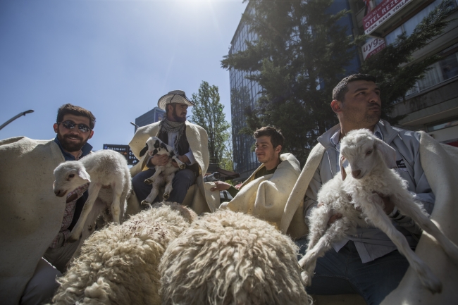 Ankara'nın merkezinde koyun sürüsü