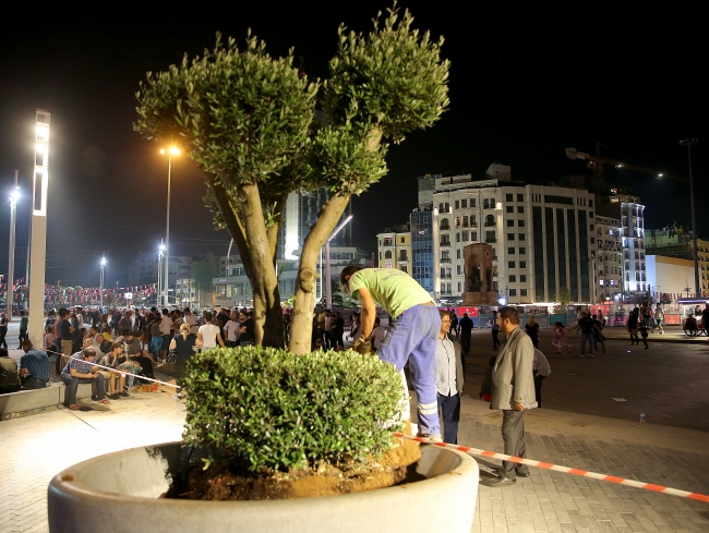 Taksim Meydanı'na yeni ağaçlar
