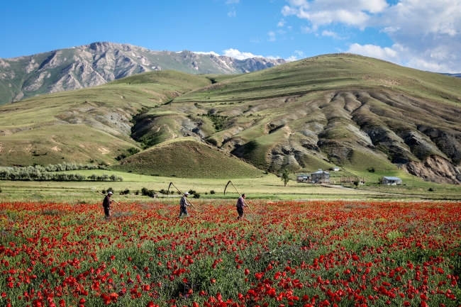 Gelincikler görenleri büyüledi