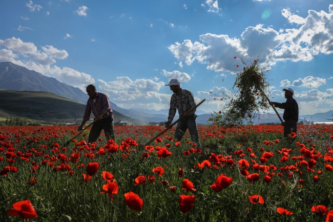 Gelincikler görenleri büyüledi