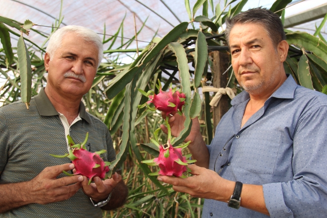 Ejder meyvesine ilgi hızla artıyor