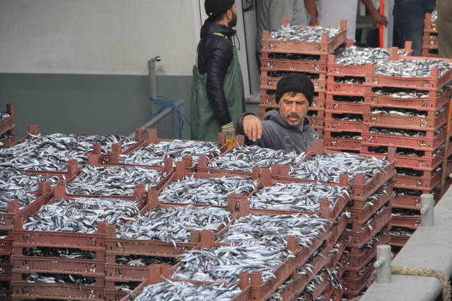 Sinop'ta balıkçılar 500 ton hamsi ile döndü