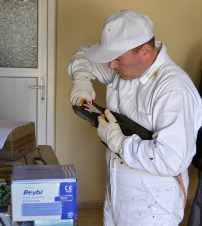 Nesli tükenme noktasına gelen kelaynak sayısı 240'a ulaştı