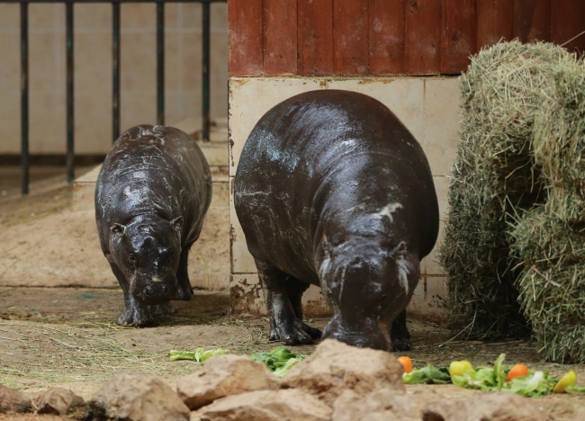 Türkiye'nin cüce su aygırı "Mela" 1 yaşında