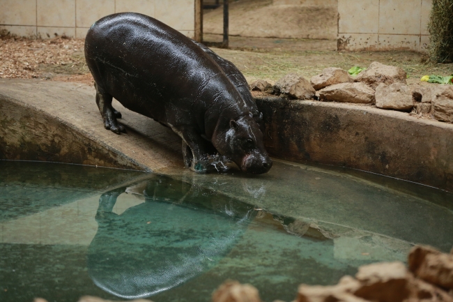 Türkiye'nin cüce su aygırı "Mela" 1 yaşında