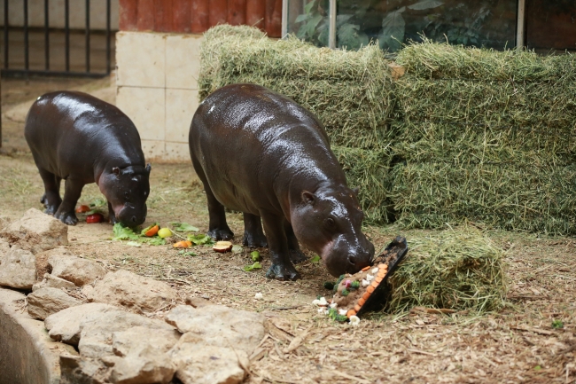 Türkiye'nin cüce su aygırı "Mela" 1 yaşında